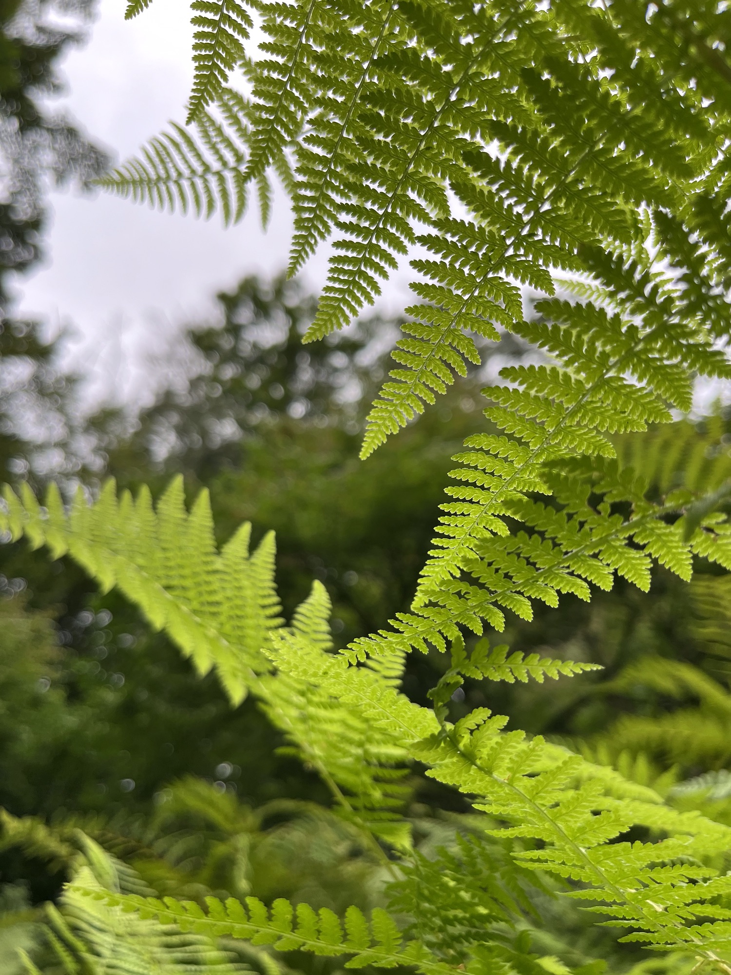 Fern: Nature-Nurture Poetry for Your Soul